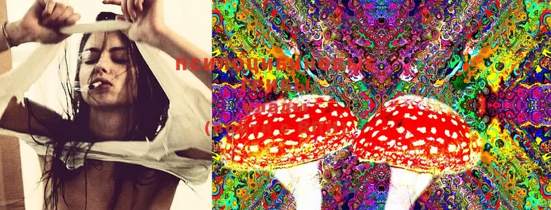 Псилоцибиновые грибы Cubensis  Гагарин 